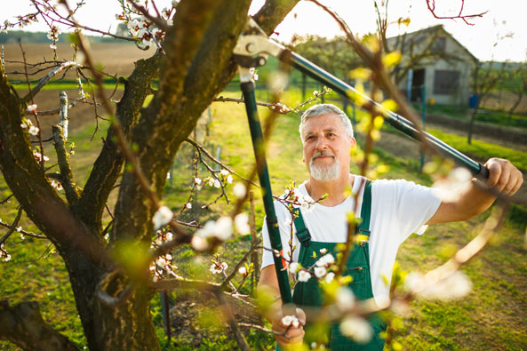 Schnittwerkzeug für den Baum- und Strauchschnitt