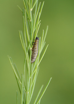 Larve des Spargelhähnchens