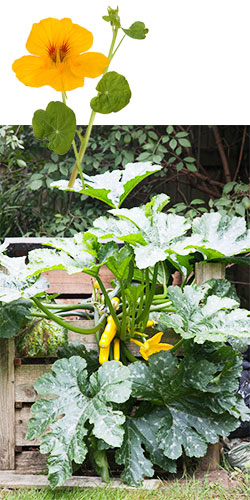Zucchini und Kapuzinerkresse
