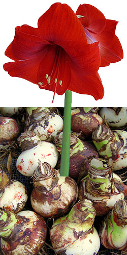 Amaryllis