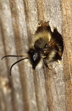 Rostrote Mauerbiene