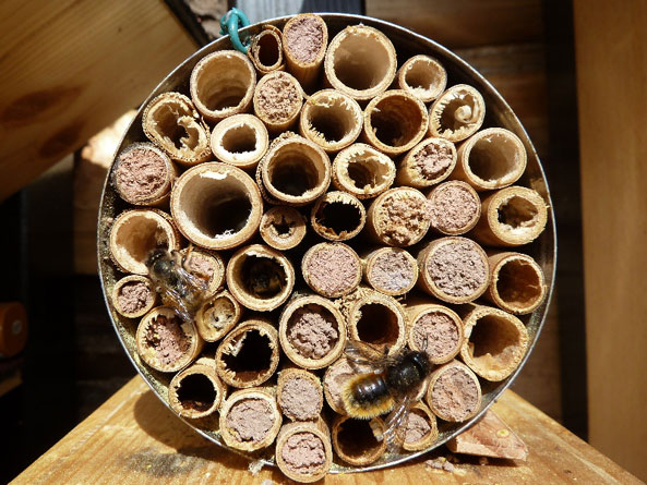 Wildbienen - Hohle Pflanzenstängel putzen
