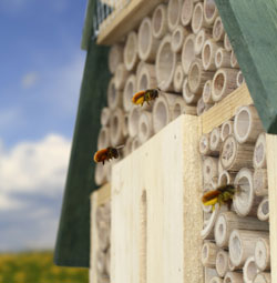 Wildbienen - Pflanzenstängel aufbereiten