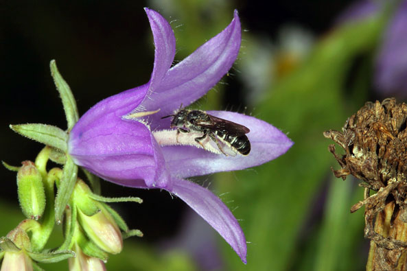 Wildbienen sind Nahrungsspezialisten