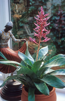 Aechmea-Hybride ‘Blue Rain’