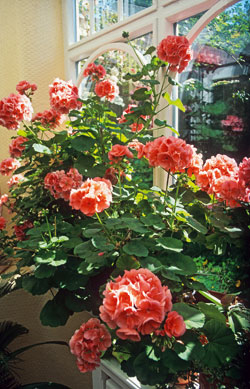 Zimmerpflanzen - Pelargonien