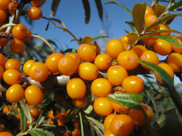 Sanddornbeeren