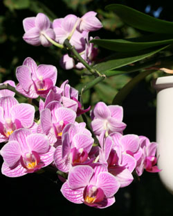 Zwerg-Phalaenopsis