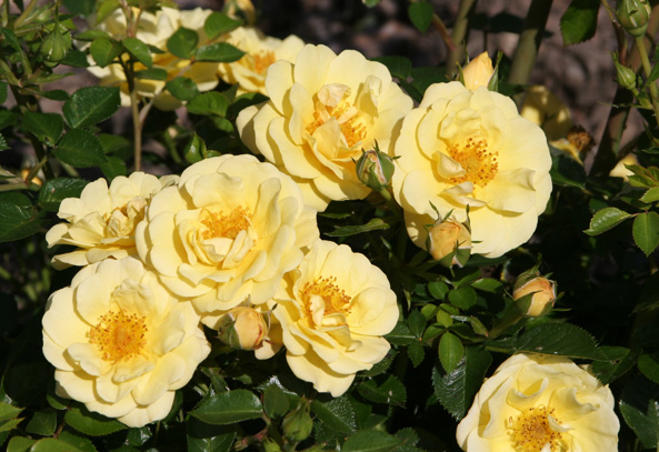 ADR-Rosen 2015 - Gelbe Babyflor
