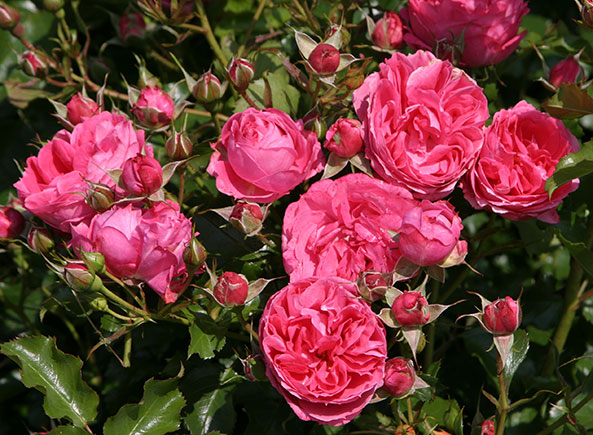 ADR-Rosen 2015 - Moin Moin