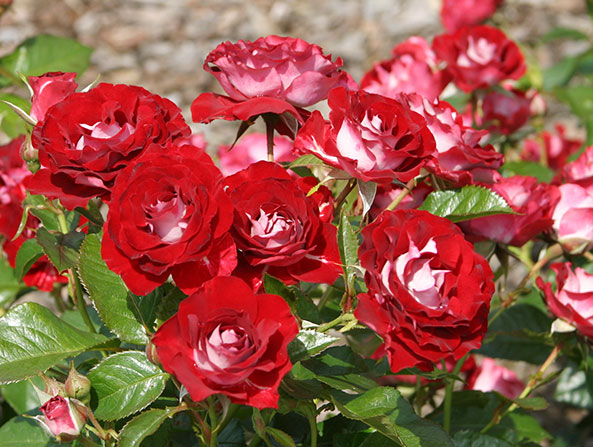 ADR-Rosen 2015 - Rose der Einheit