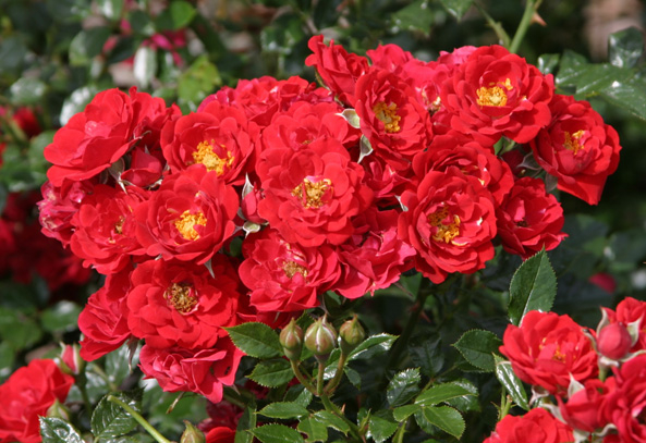 ADR-Rosen 2015 - Rote Babyflor