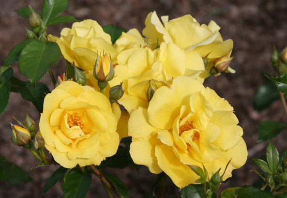 ADR-Rosen 2015 - Lemon Fizz