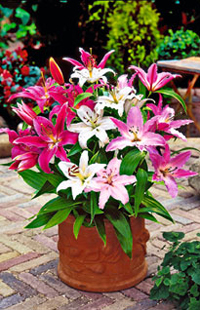 Orientalische Lilien