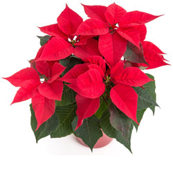 Weihnachtsstern