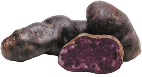 Kartoffelsorte ‘Vitelotte’