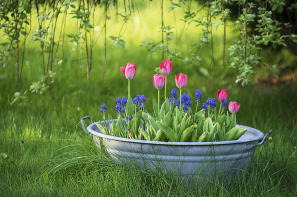 Upcycling im Garten - Zinkwanne als Blumentopf