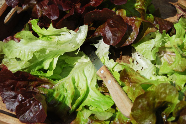 Nitratgehalt im Salat