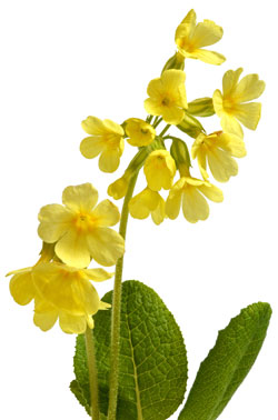 Schlüsselblume für Hummeln
