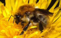 Ackerhummel