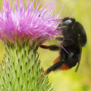 Steinhummel