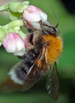Baumhummel