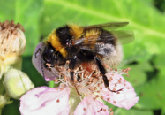 gartenhummel