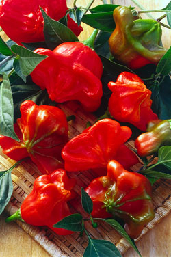 Glockenpaprika Habanero Mix