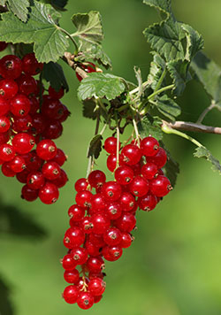 Johannisbeeren