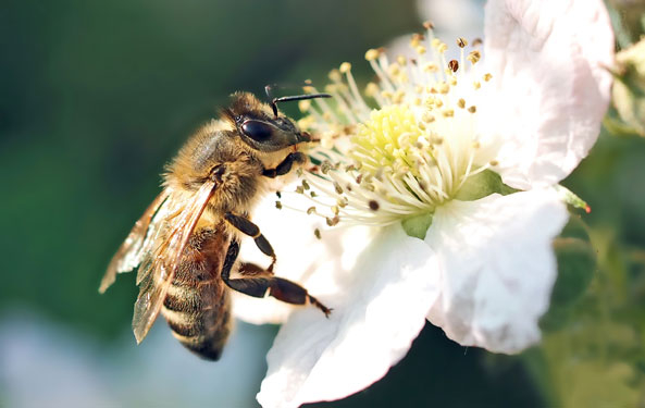 Bienen und Hummeln als Pflanzenschützer