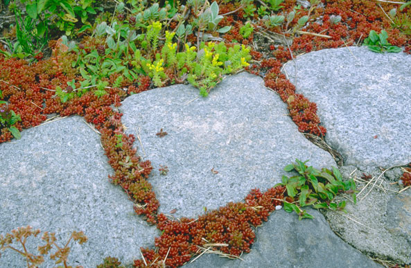 Sedum