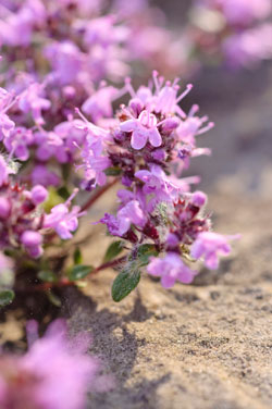 Thymian