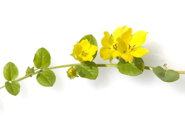 Pfennigkraut