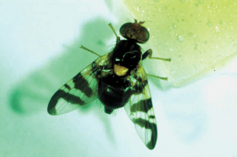 Kirschfruchtfliege