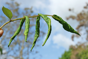 Rosenblattrollwespe