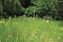 Zehn Jahre alte Wiese