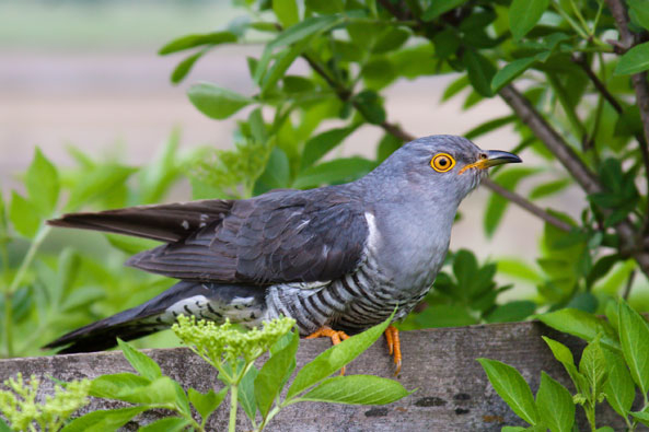Vogel - Kuckuck