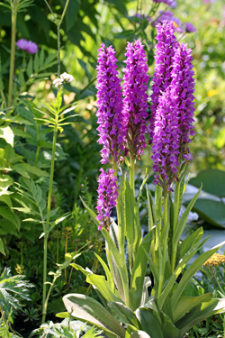 Orchideen im Kleingarten kultivieren