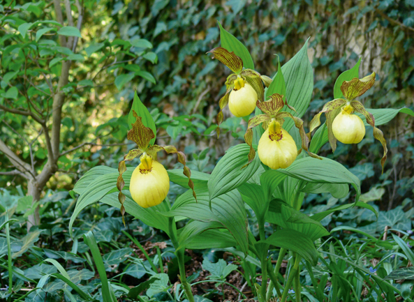 Frauenschuh-Orchideen Victoria