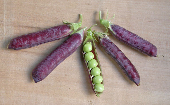 Erbsen - Rote Schale