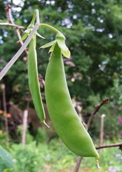 Posthörnchen