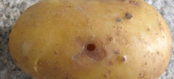 Drahtwürmer In Kartoffeln