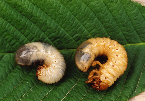 Rosenkäferlarven und Maikäfer­engerlingen
