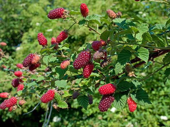 Taybeeren