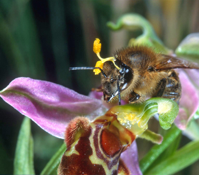 biene_mit_pollinien