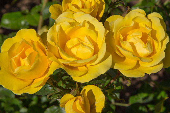 ADR-Rosen 20150 - Rayon de Soleil