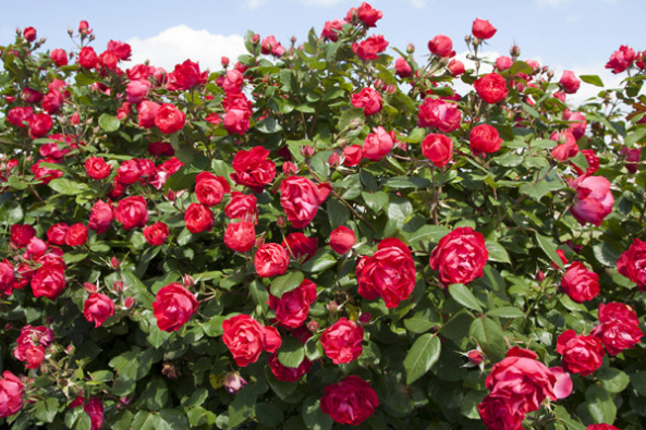 ADR-Rosen 2015 - Cherry Bonica