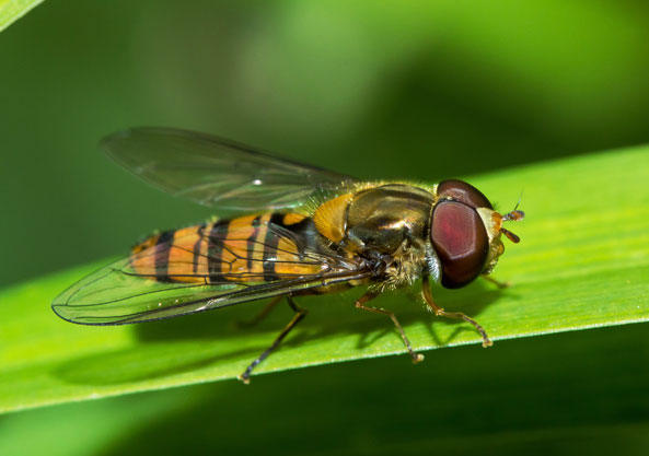 Dramatisches Insektensterben