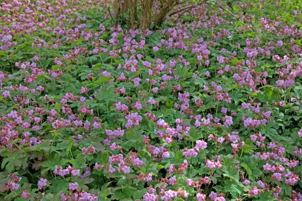 Felsen-Storchschnabel