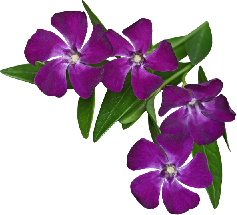 Atropurpurea